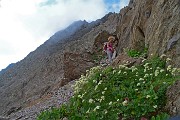 57 Grandi bouquets di Saxifraga verde-azzurra